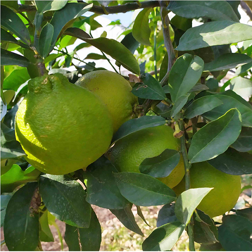 Bergamot Fidanı 50-100 cm