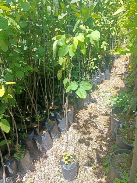 Tüplü Eşme Ayva Fidanı (100-150 CM)