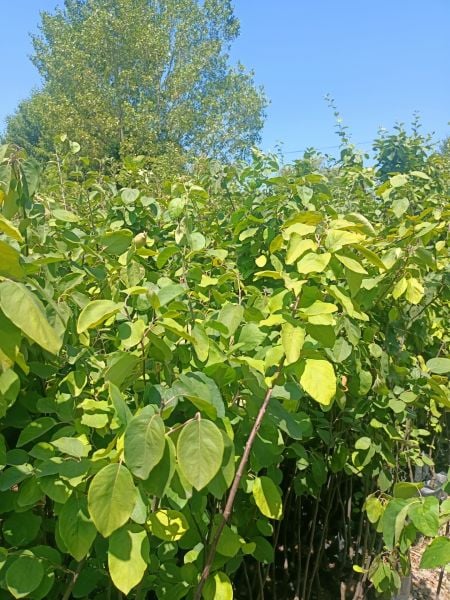 Tüplü Eşme Ayva Fidanı (100-150 CM)
