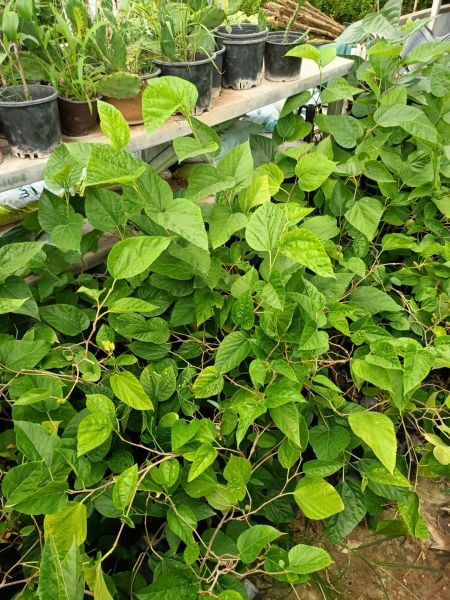 Avusturya Dut Fidanı (50-100 cm)