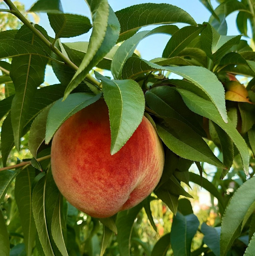 Şeftali Fidanı Tüplü 70-120 cm