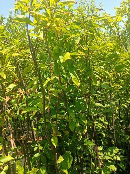 Anjola Angelica Tüplü Japon Erik Fidanı (100-150 CM)