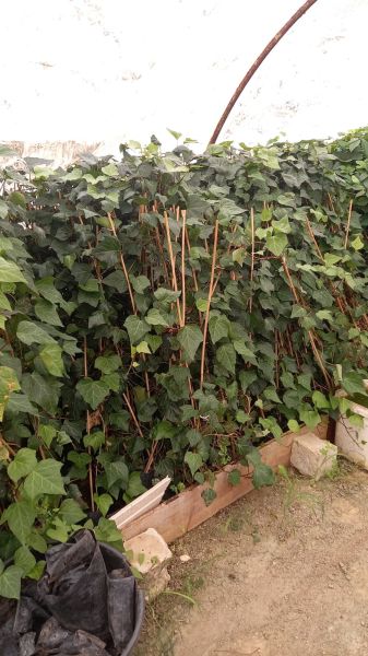 Hedera Yeşil Orman Sarmaşığı Fidanı (150-250 cm) 5 adet