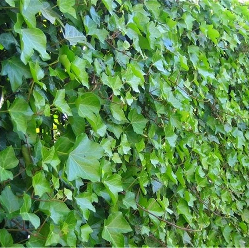 Hedera Yeşil Orman Sarmaşığı Fidanı (150-250 cm) 5 adet