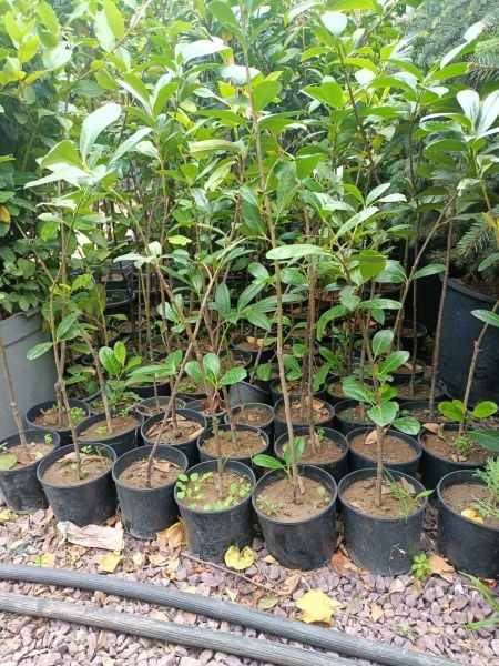 Karayemiş Fidanı (50-100 CM)