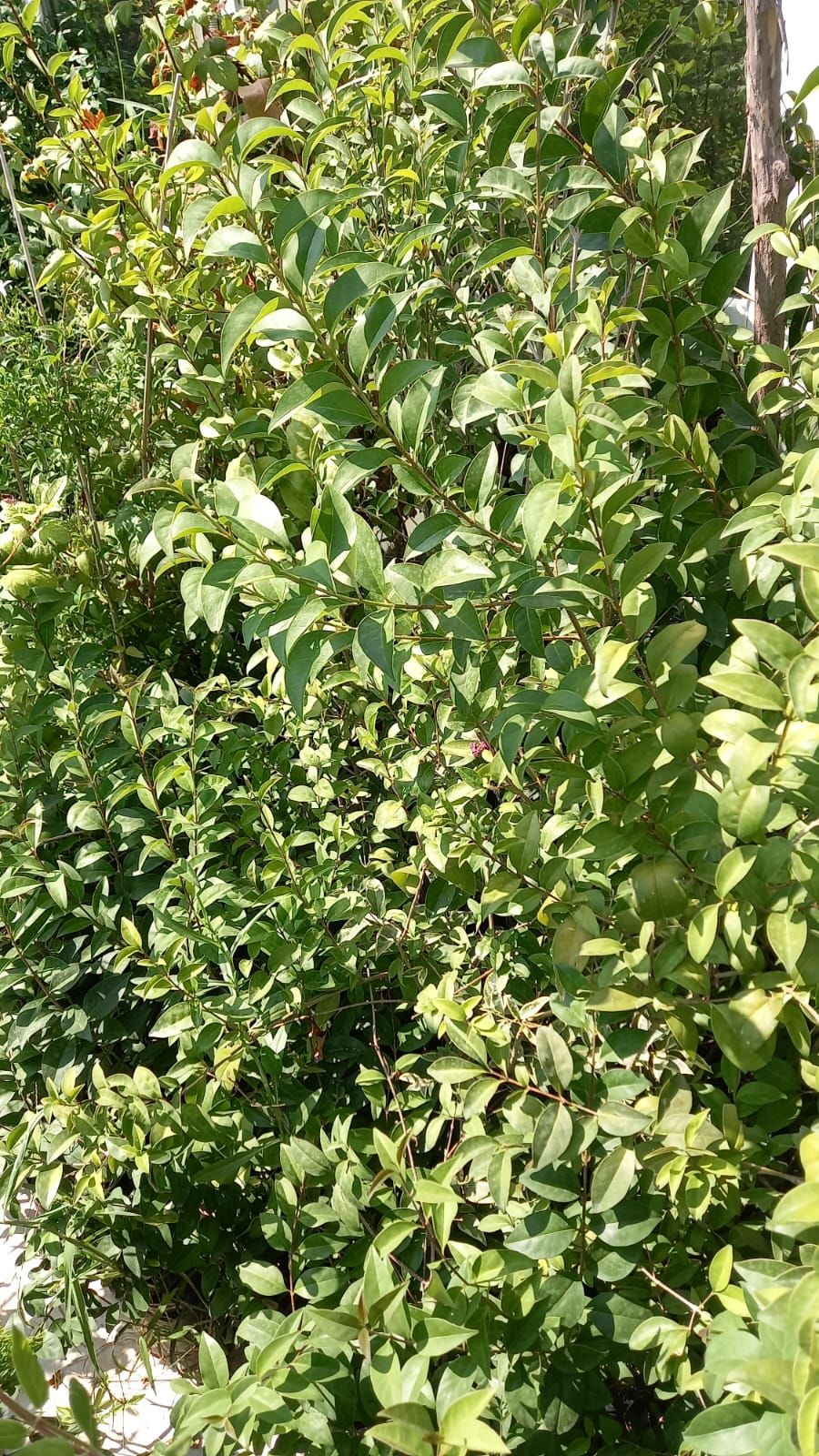 Ligustrum Fidanı (30-50 cm) 5 adet