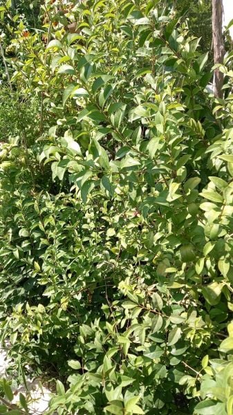 Ligustrum Fidanı (30-50 cm) 5 adet