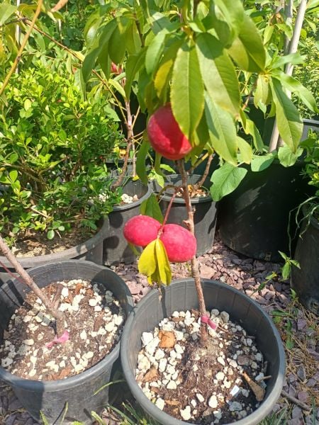Tüplü Bodur Nektar Fidanı (50-80 cm)