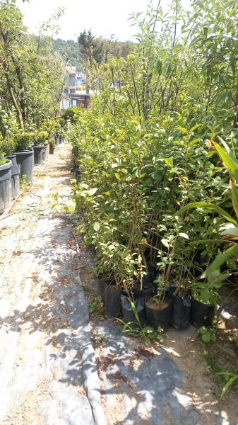 Ligustrum Fidanı (30-50 cm) 10 adet