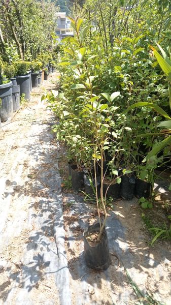 Ligustrum Fidanı (30-50 cm) 10 adet