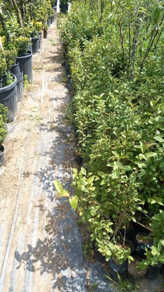 Ligustrum Fidanı (30-50 cm) 10 adet