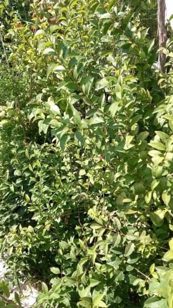 Ligustrum Fidanı (30-50 cm) 10 adet