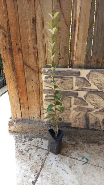 Ligustrum Fidanı (30-50 cm) 10 adet