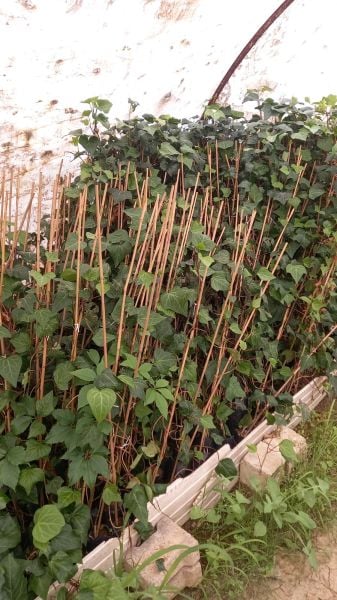 Hedera Yeşil Orman Sarmaşığı Fidanı (150-250 cm) 10 adet