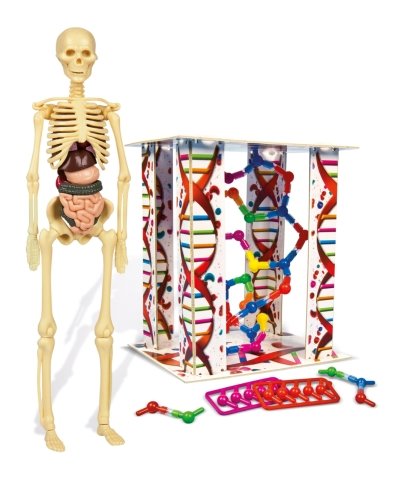 Clementoni İlk Keşiflerim – İnsan Anatomisi