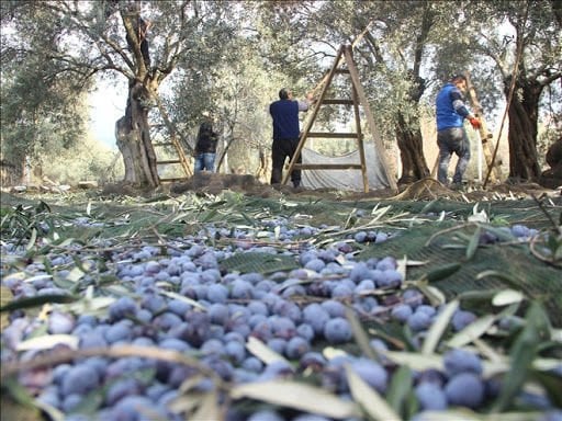 Zeytin Hasadı Nasıl Yapılmalı | enbahce.com