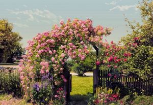 Doğa Komar duvar posteri 8-936 Rose Garden