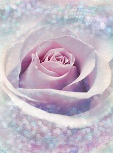 Gül Komar duvar posteri XXL2-020 Delicate Rose