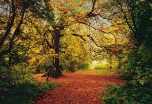 Doğa Orman Manzarası Komar 8-068 Autumn Forest