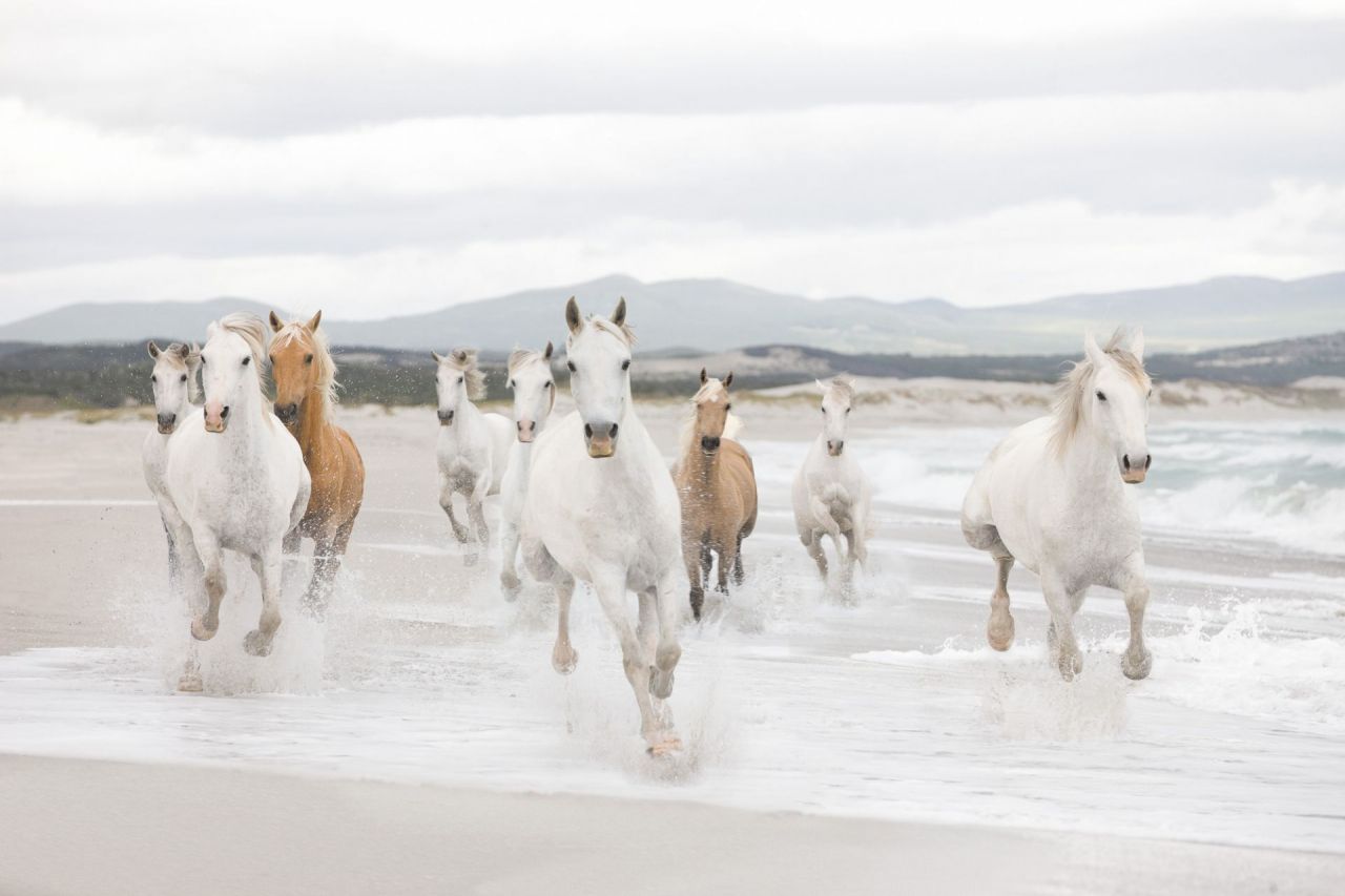 Komar 8-986 White Horses-komar-at-atlar-beyaz-doğal-ev-iş yeri-ofis-fon-Ana bayi