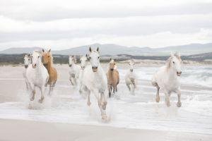 Komar 8-986 White Horses-komar-at-atlar-beyaz-doğal-ev-iş yeri-ofis-fon-Ana bayi