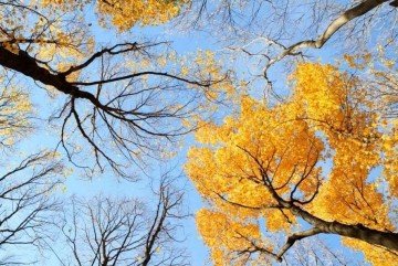 Alman ürünü baskı-Gergi tava No.6515347-sarı-gök yüzü ağaç dalı-yaprak-1 m fiyatı- www.shutterstock.com