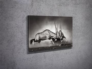 Afrika Antilopları Kanvas Tablo
