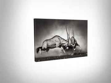Afrika Antilopları Kanvas Tablo