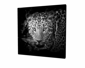 Jaguar Kanvas Tablo