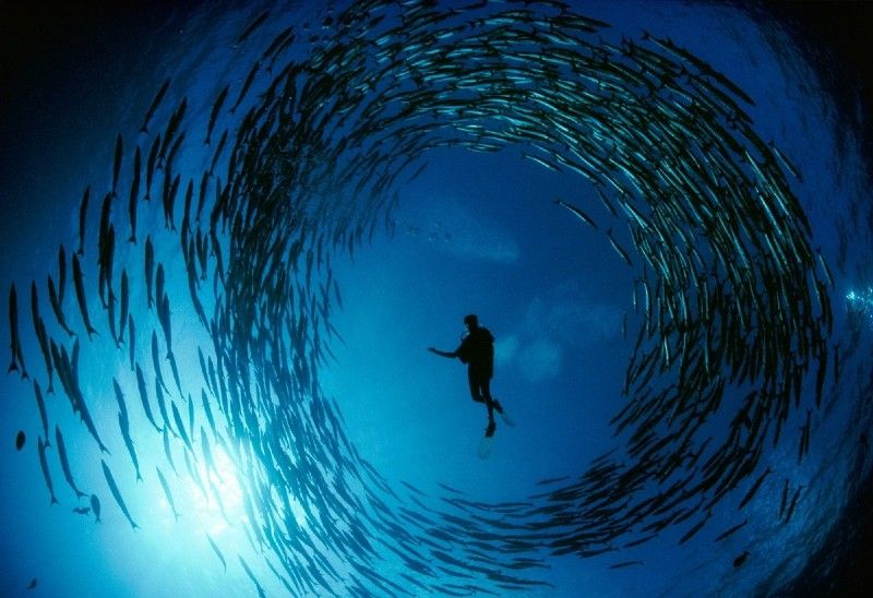 Barracuda Point Sipadan Island