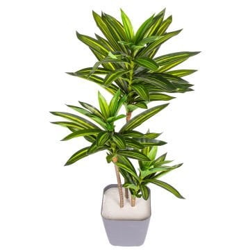 Yapay Dracena Gerçek Dokulu 72 Cm.