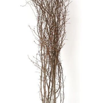 Kuru Bitki Naturel Renk Gürgen Dalı 60 - 80 Cm