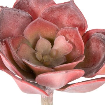 Yapay Kaktüs Sukulent Bordo 12 Cm