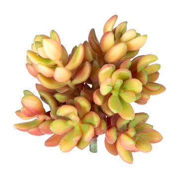 Yapay Kaktüs Sukulent Kırmızı 12 Cm