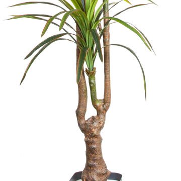Yapay Dracena Ağacı Gerçek Dokulu 3 Dallı Yeşil 200 Cm.