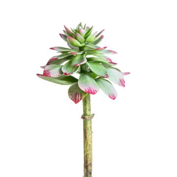 Yapay Kaktüs Succulent 10X19 Cm.