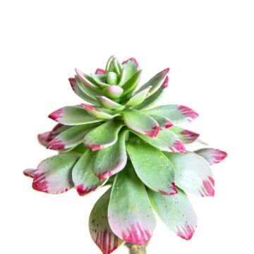 Yapay Kaktüs Succulent 10X19 Cm.