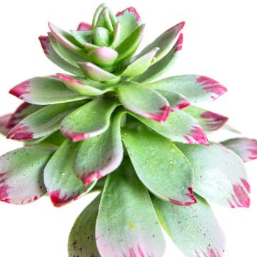 Yapay Kaktüs Succulent 10X19 Cm.