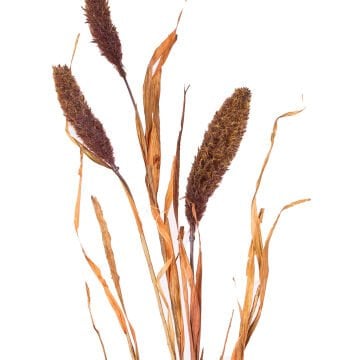 Yapay Bitki Setaria Pamuk (Kirpi Darı) Kahverengi 90 Cm.