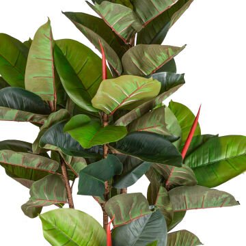 Yapay Kauçuk Ağacı Gerçek Dokulu 57 Yaprak Yeşil 150 Cm.