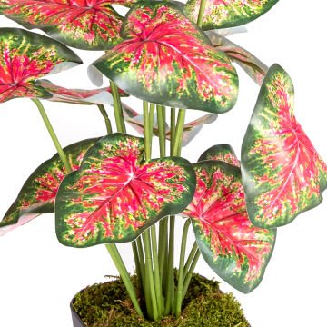 Saksıda Yapay Bitki Caladium-Kaladyum Demet Gerçek Dokulu 18 Yaprak 43 Cm.
