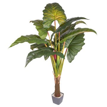 Yapay Alocasia - Fil Kulağı Rainbow(Gökkuşağı) Ağacı 170 Cm