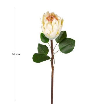 Yapay Protea Bitkisi Krem 67 Cm.