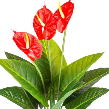 Yapay Antoryum-Flamingo Çiçeği 10 Yaprak 3 Çiçekli Yeşil-Kırmızı 70 Cm.