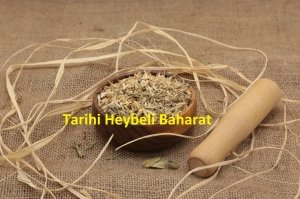 Ayrık Otu - Ayrık Kökü