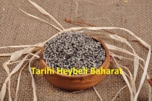 Hayıt Tohumu