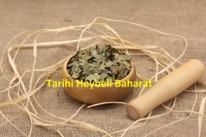 Ceviz Yaprağı