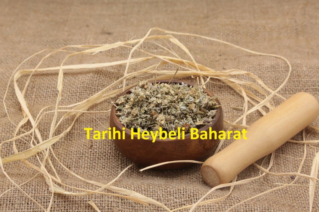Çoban Çökerten - Demir Dikeni
