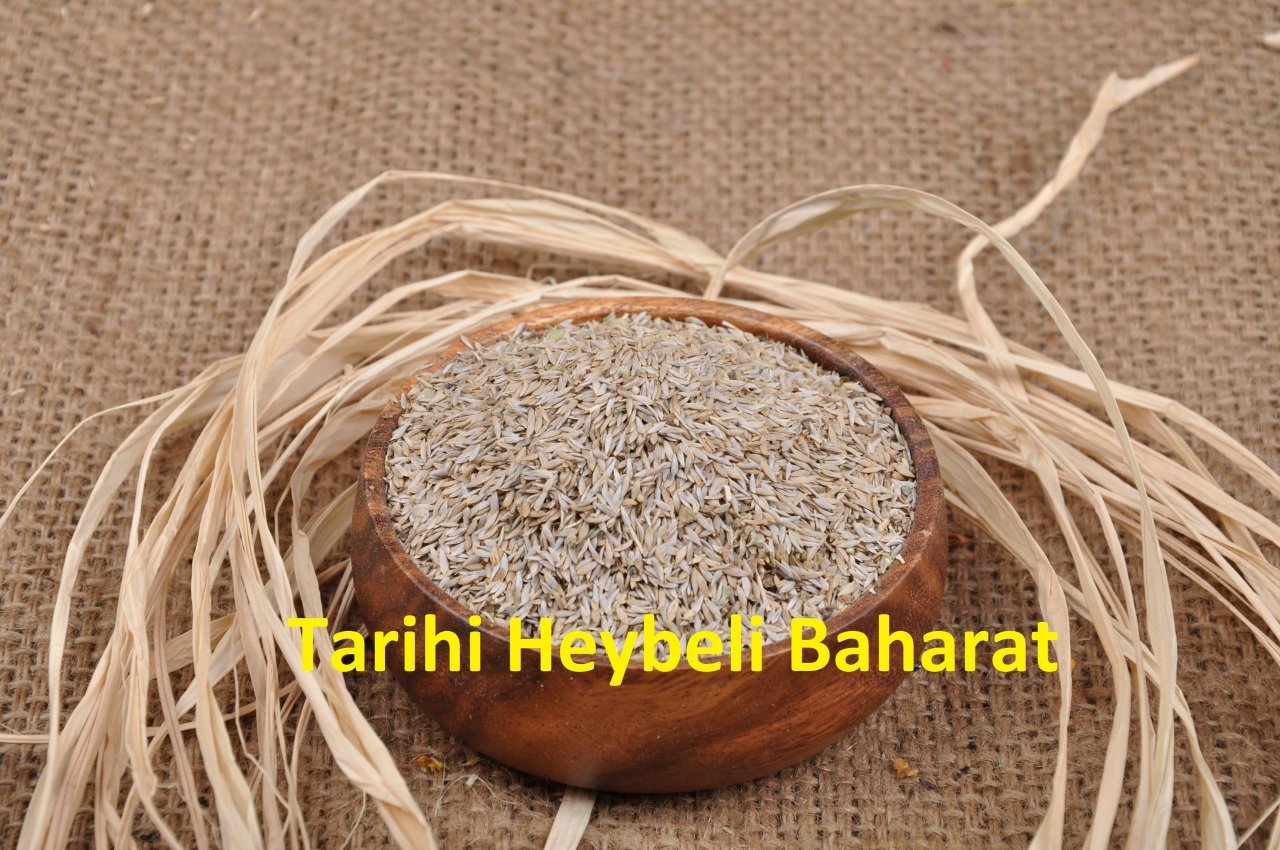 Marul Tohumu