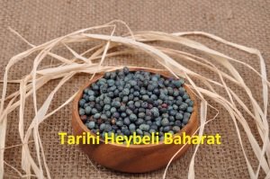 Tane Menengiç - Çedene - Çitlenbik - Çitlembik - Bıttım